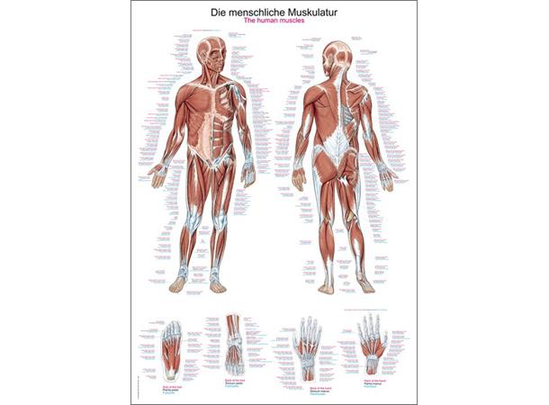 Plakat Human musculature AL500